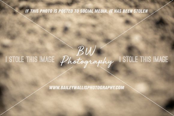 TR2_5527